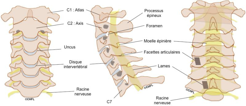 Anatomie du rachis cervical 