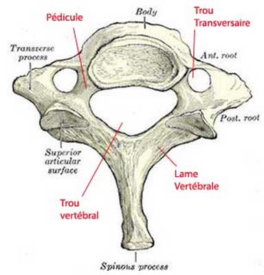 Anatomie vertèbre cervicale 