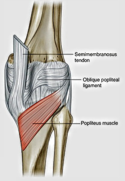 Anatomie tendon poplité