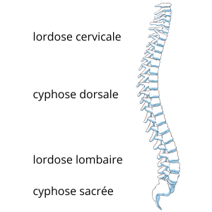 anatomie des courbures naturelles du rachis 