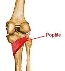 Anatomie tendon poplité