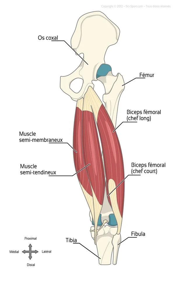 Anatomie des ischio-jambiers
