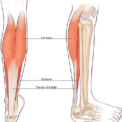 Anatomie des muscles du mollet