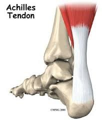 Anatomie du tendon d'achille