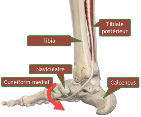 Anatomie du tendon tibial postérieur