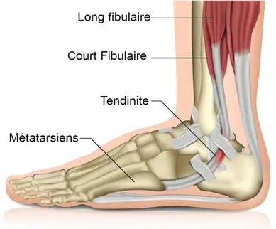 Anatomie des tendons fibulaires cheville