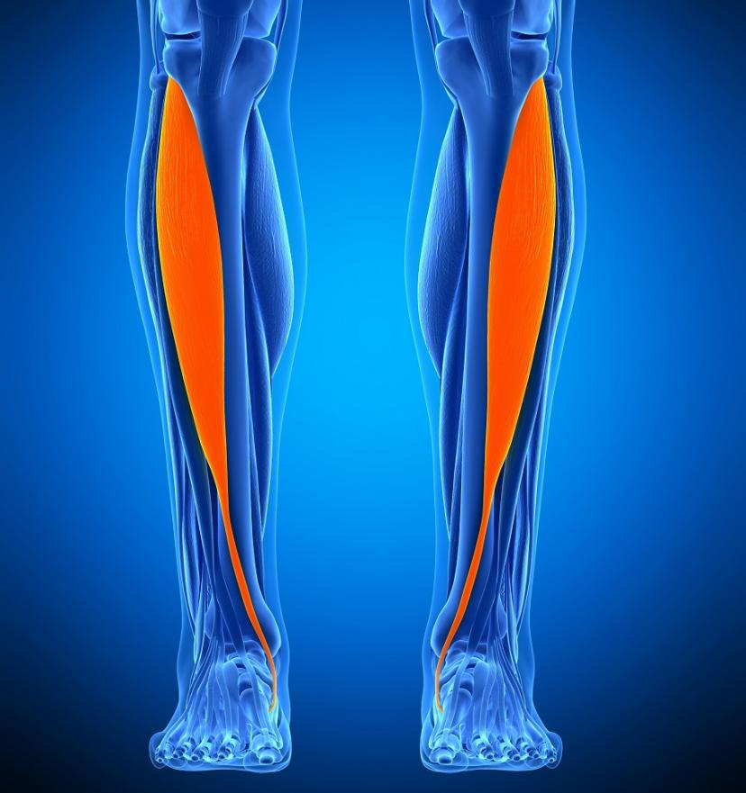 Anatomie tendon tibial antérieur 