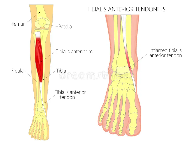 Anatomie du tendon tibial antérieur 