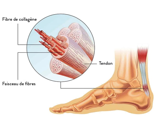 Anatomie du tendon 