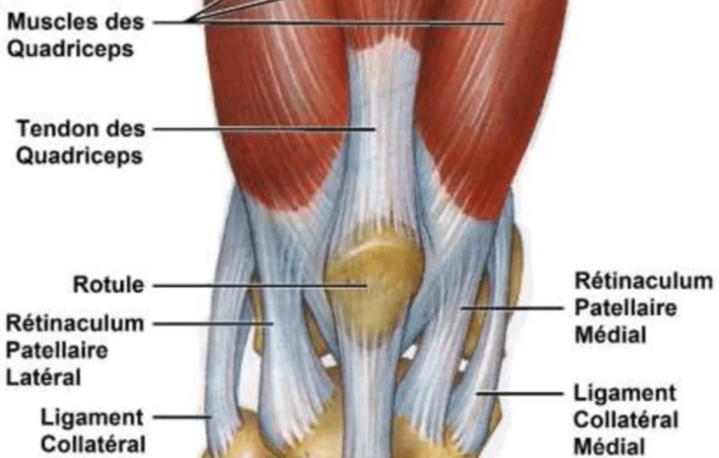 Anatomie des tendons du genou