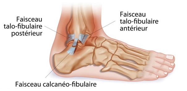 anatomie du ligament calcanéo-fibulaire