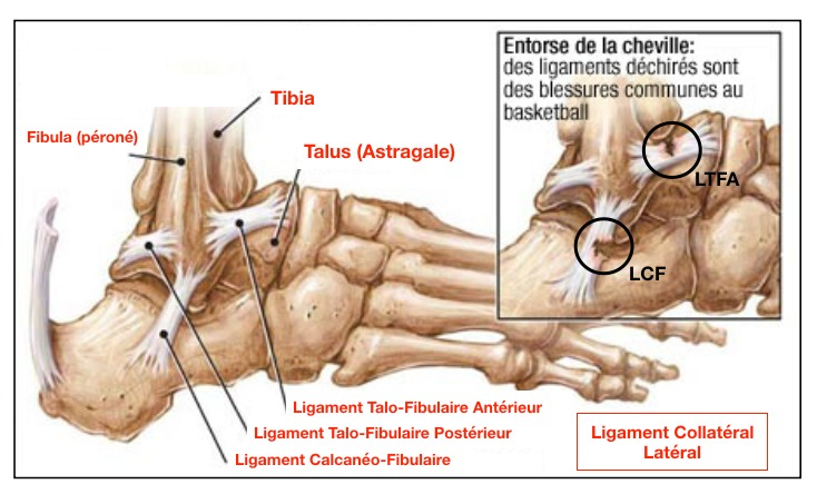 anatomie du ligament calcanéo-fibulaire