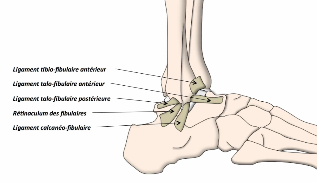 Anatomie de la cheville 