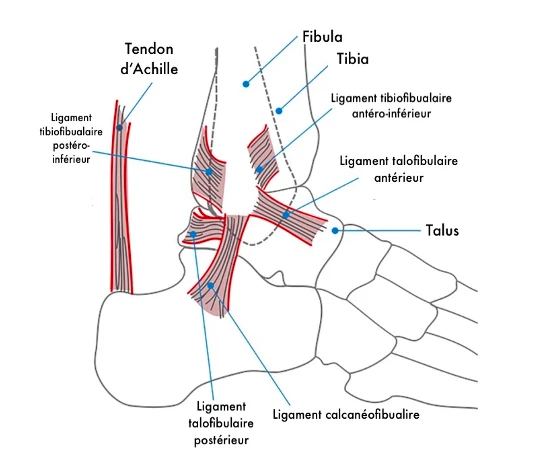 Anatomie de la syndesmose tibio-fibulaire 