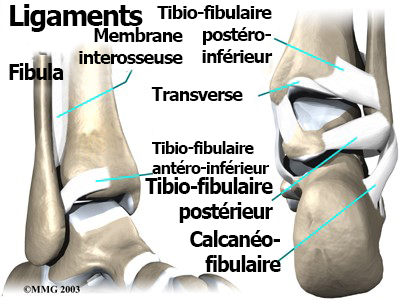 Anatomie cheville 