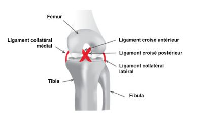 Anatomie du genou