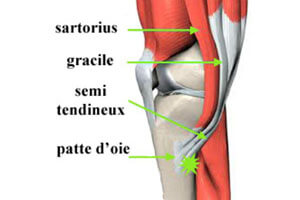 Anatomie de la patte d'oie