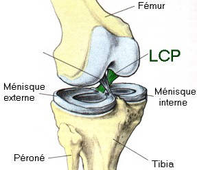 Anatomie genou 