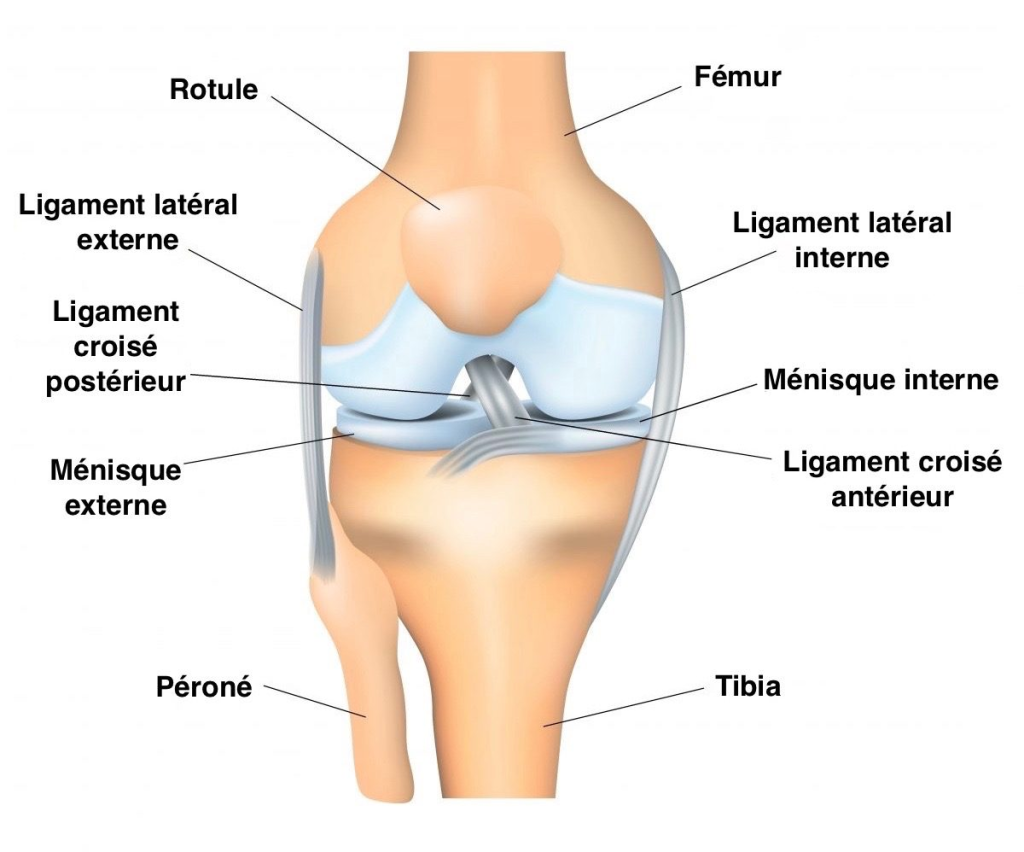 Anatomie du genou 