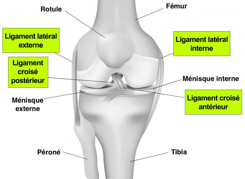Anatomie du genou 