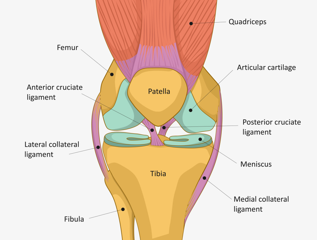 Anatomie du genou 