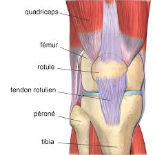 anatomie du tendon rotulien
